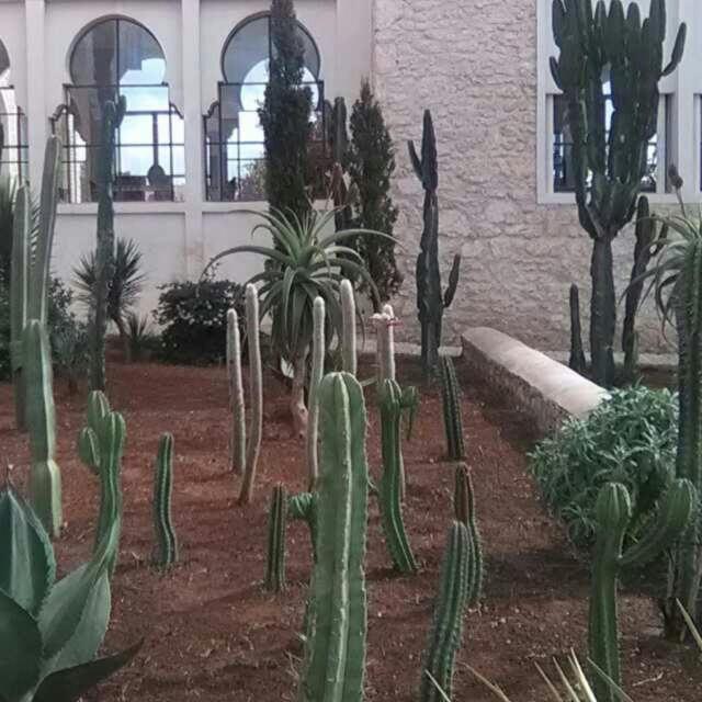 Les Jardins De Mogador Yoga Et Spa Εσαουίρα Εξωτερικό φωτογραφία